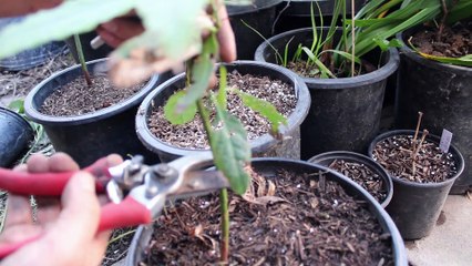 How to Graft Avocados in Spring