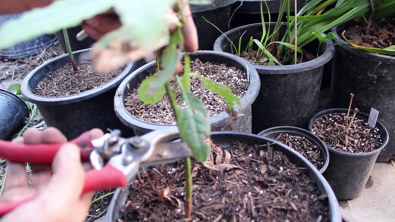 How to Graft Avocados in Spring
