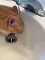 Oblivious Cat Drinks From Sink as Water Pours on His Head