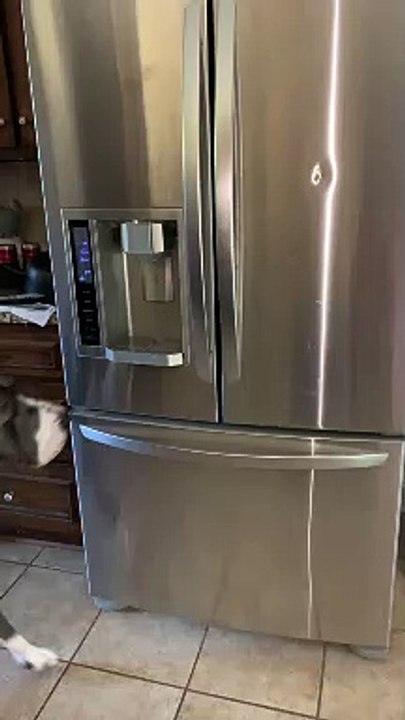 Great Dane Knows How to Use Ice Machine
