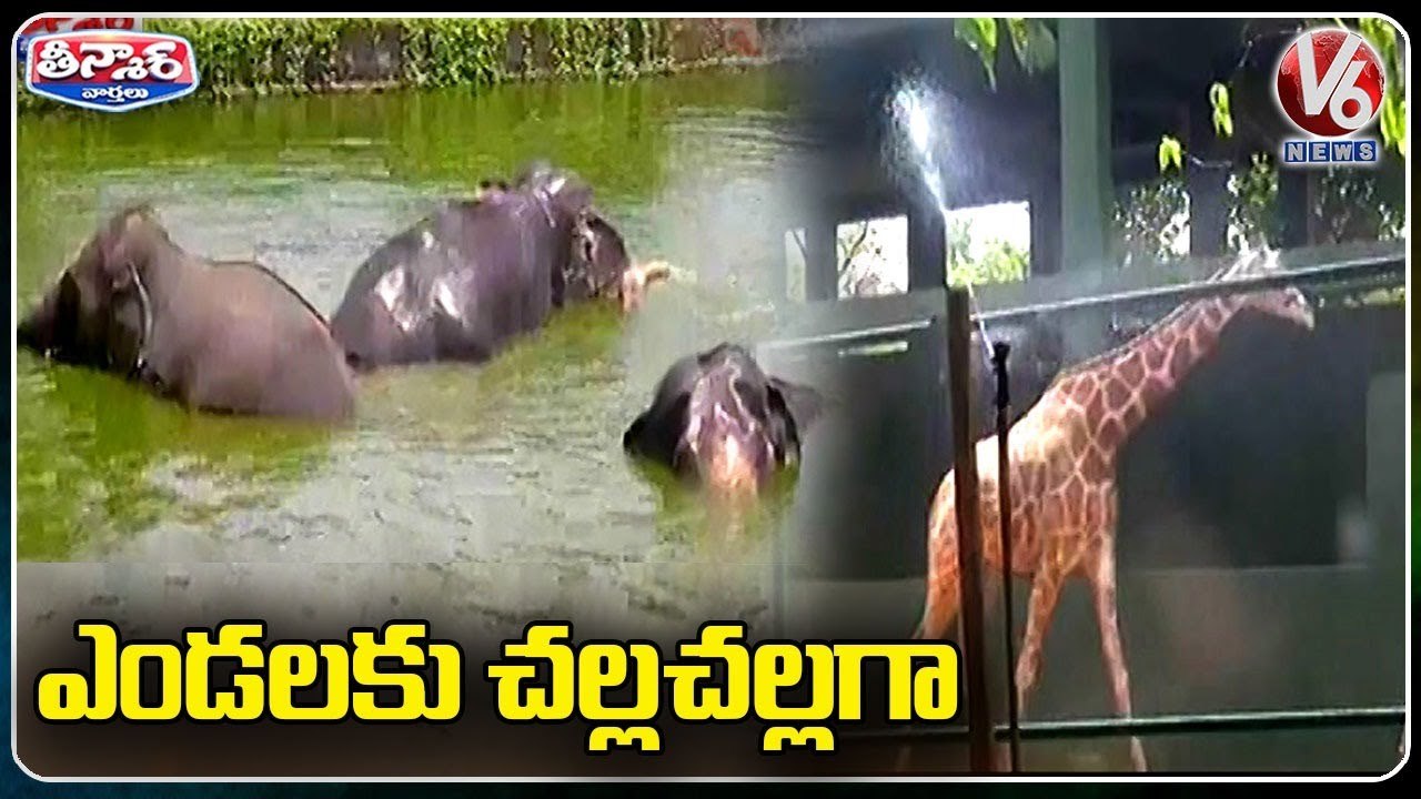 Zoo Authorities Provide Special Facilities To A...