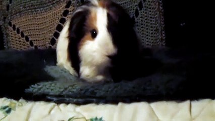 CAVIA PORCELLUS TURMERIC 102_8344