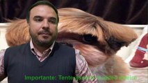 URGENTE: Cachorro SHIH TZU (Dicas importantes e cuidados básicos)