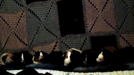 CAVIA PORCELLUS CJ CLOVER PIXIE TURMERIC IRIS PARSLEY PIXIE 102_8345