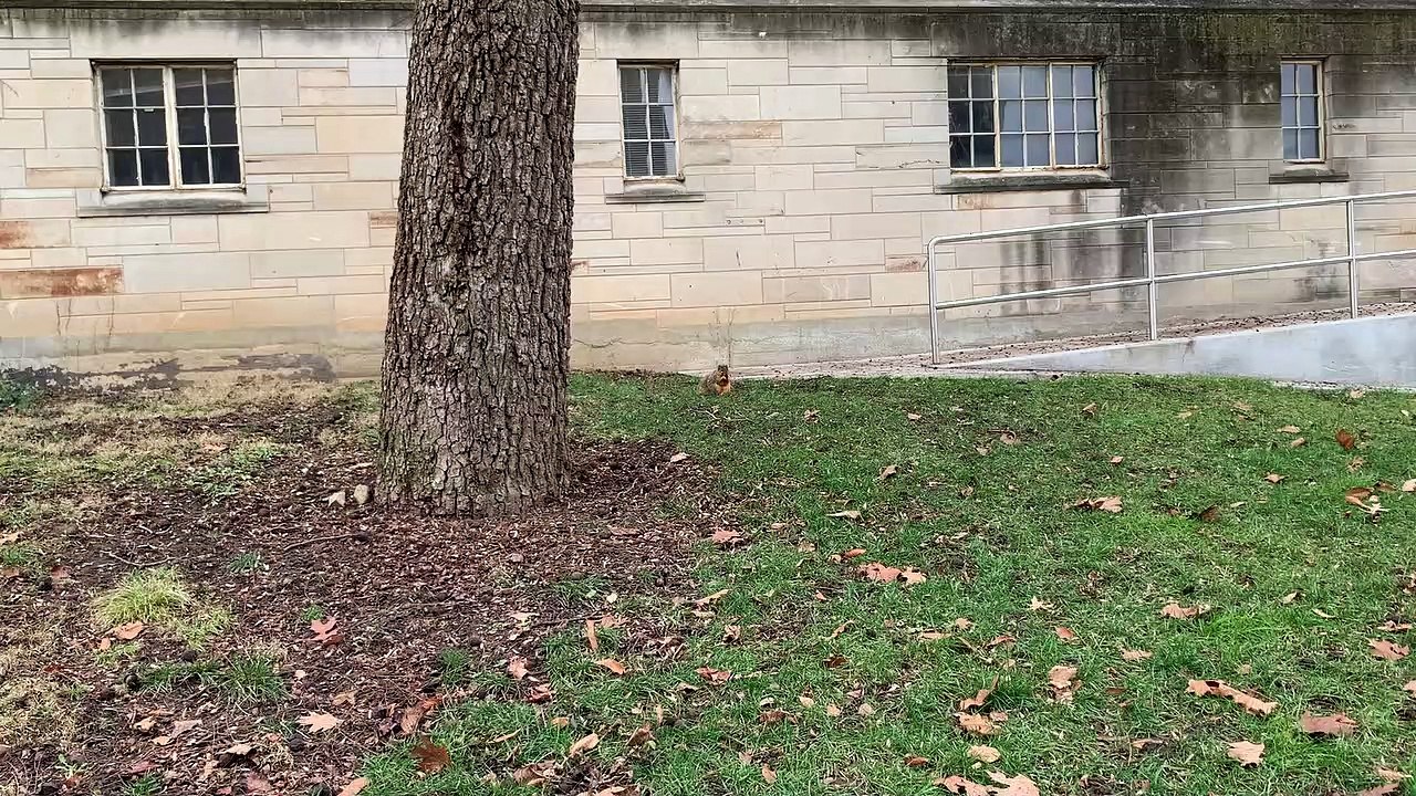 squirrel
