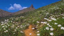 33.Free 4K  Blooming Flower Mountain Nature background - Free No Copyright Stock video