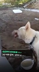 [30초뉴스] 내년부터 반려동물 굶겨 죽이면 동물 학대로 처벌받는다