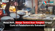 Mulai Naik, Harga Terkini Ikan Tongkol hingga Cumi di Palabuhanratu Sukabumi
