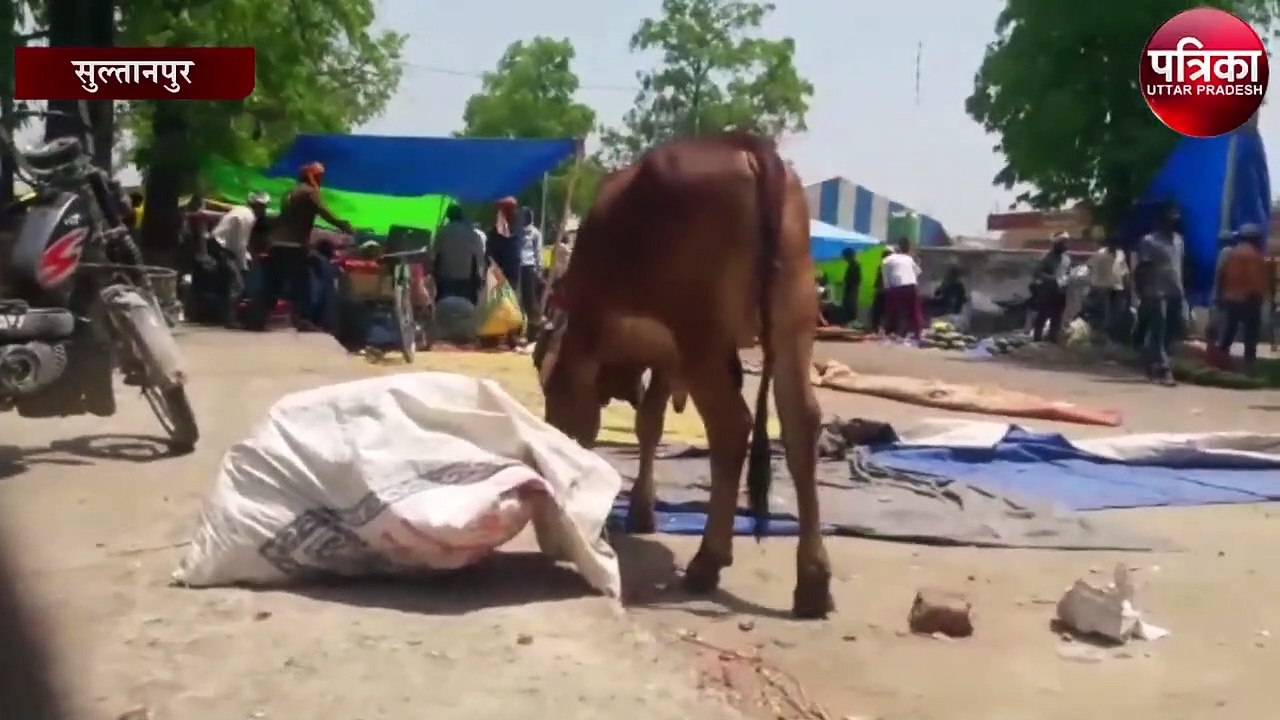 घर-घर जाकर गाय और बछिया गिनेंगे पंचायत सहायक