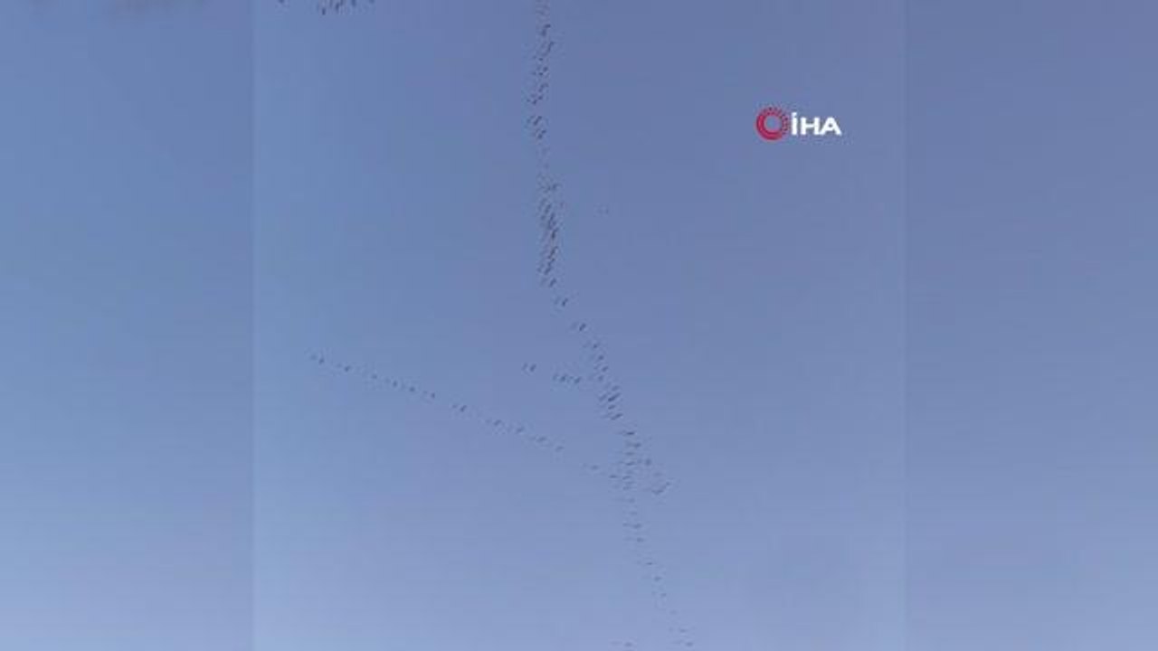 Bursa semalarında binlerce pelikanın göç yolculuğu