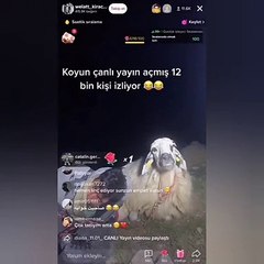 Canlı yayın açan çoban uyudu, yalnız kalan koyunu 12 bin kişi izledi