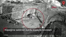 Köpeğine saldıran kurdu sopayla kovaladı