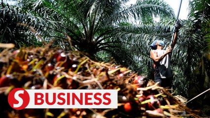Palm oil prices jump to six-week high on Indonesia's export ban