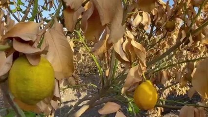 Adana'da Narenciye Bahçelerini ve Buğday Tarlalarını Don Vurdu. Yüreğir Ziraat Odası Başkanı Doğan: "Tarsim Zararı Karşılamak İstemiyor"