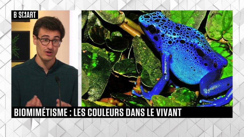Biomimétisme : les couleurs dans le vivant