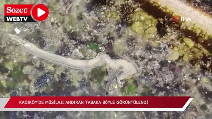 Kadıköy’de müsilajı andıran tabaka böyle görüntülendi
