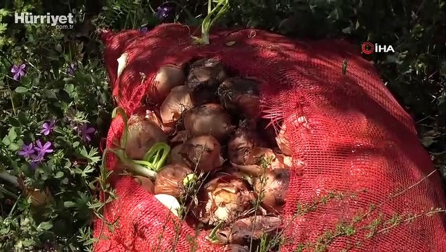 Pendik’te çuval çuval soğan ormana atılmış halde bulundu