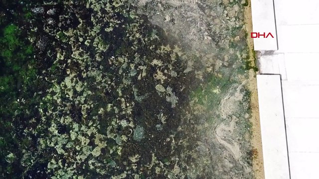 İstanbul sahillerinde korkutan görüntü! Müsilaj kabusu geri mi dönüyor?