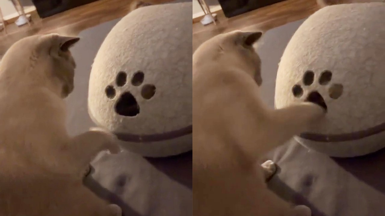 'Sneak attack by mischievous cat leads to a funny fight '