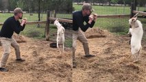 'Competitive goat stands up on its hind legs while play-fighting with man '