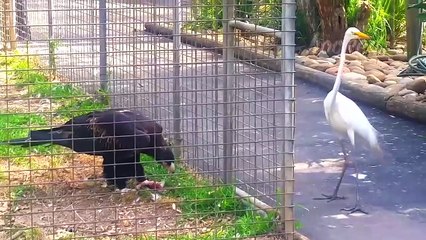 30 TIMES ANIMALS MESSED WITH THE WRONG OPPONENT /30 FOIS QUE LES ANIMAUX ONT TROUVÉ LE MAUVAIS ADVERSAIRE