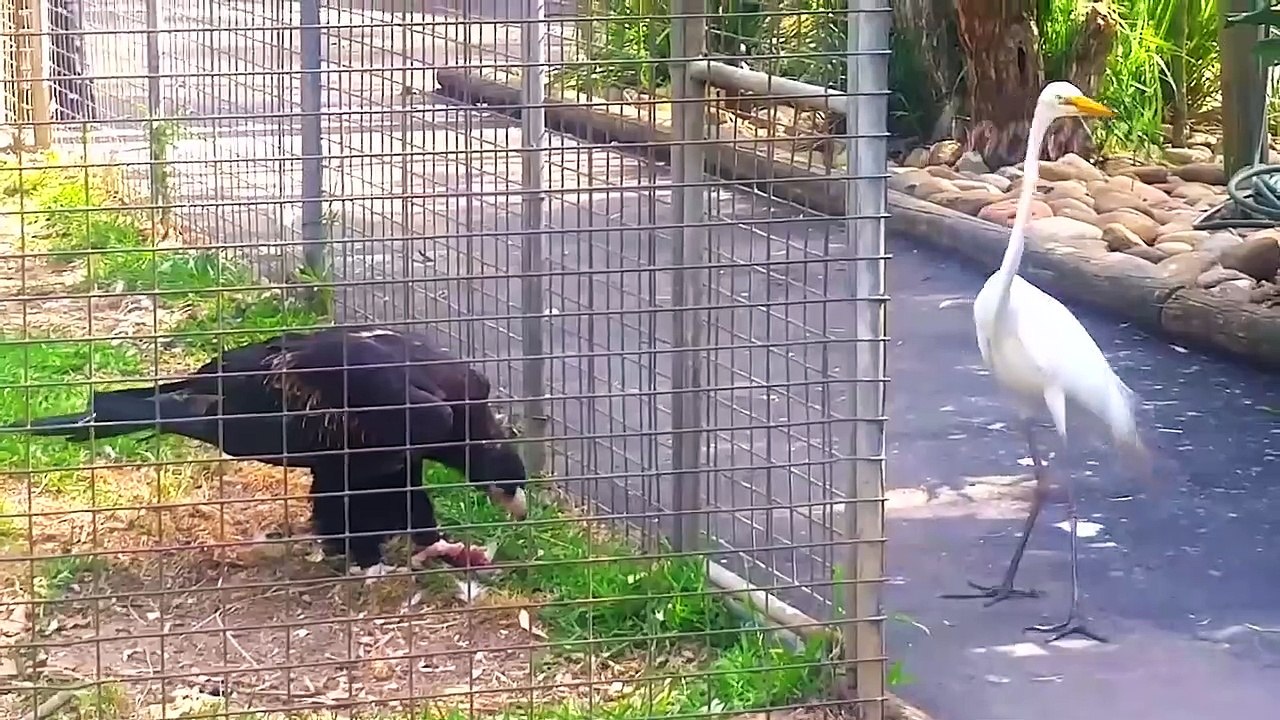 30 TIMES ANIMALS MESSED WITH THE WRONG OPPONENT /30 FOIS QUE LES ANIMAUX ONT TROUVÉ LE MAUVAIS ADVERSAIRE