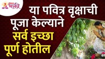 कोणत्या पवित्र वृक्षाची पूजा केल्याने सर्व इच्छा पूर्ण होतील? Tree worships will fulfill all desires