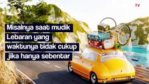 Khawatir Meninggalkan Kucing saat Mudik? Begini Tipsnya
