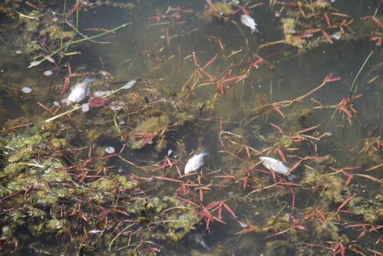 Son dakika: Beyşehir Gölü kıyısında ölü balıklar bulundu