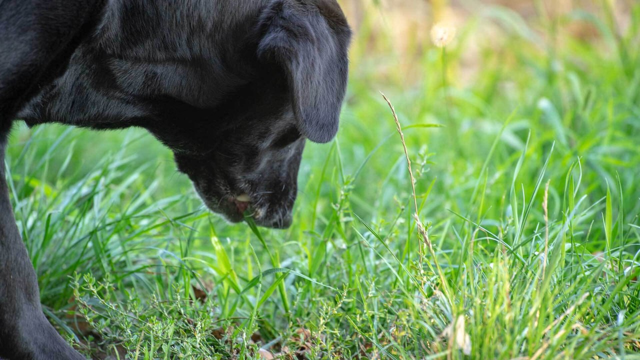 Erklärt: Warum frisst mein Hund Gras?