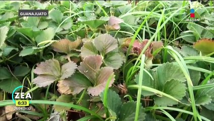 Una plaga pone en peligro los cultivos de fresas en Guanajuato