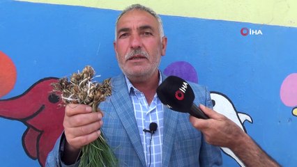 Şifalı zuzubak otunun kilosu 1.000 TL'den yok satıyor!