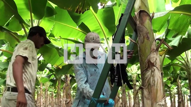 Bono Agrícola y bajos costos, esperan productores para iniciar el primer ciclo de siembra