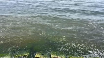 Planktonların çoğalmasıyla yer yer deniz suyunun rengi değişti