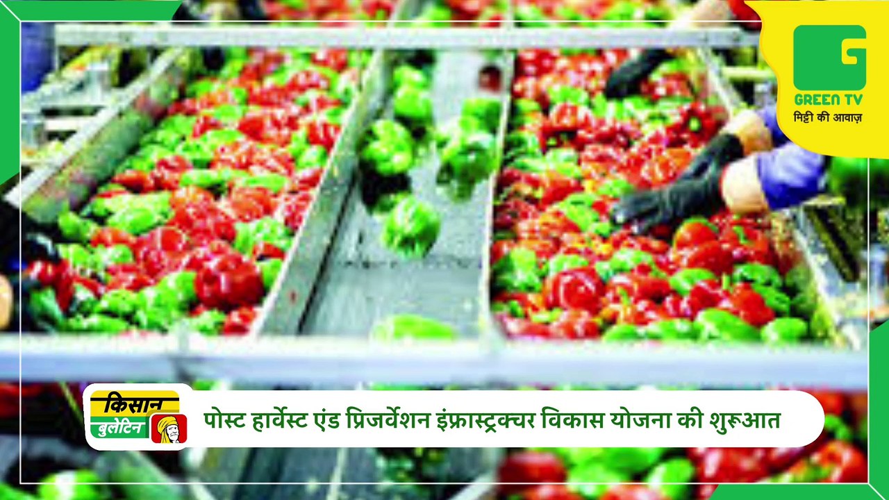 World's most expensive mango cultivation is happening here, CCTV cameras have been installed for tight security