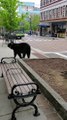 Black Bear Lost in Downtown Asheville