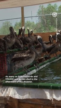 Lessons Learned From the 2010 BP Deepwater Horizon Oil Spill