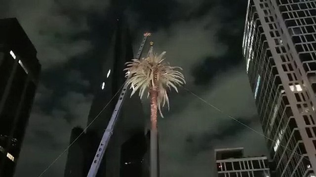 Después de cien años, inician trabajos de remoción de La Palma de Paseo de la Reforma