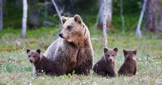 Après avoir entendu des ronflements tout l'hiver, ils découvrent que cinq ours ont hiberné sous leur maison