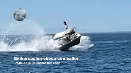 Ballena choca con embarcación y deja tres personas heridos