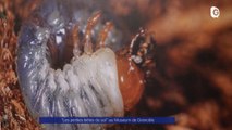 Reportage - Les petites bêtes du sol