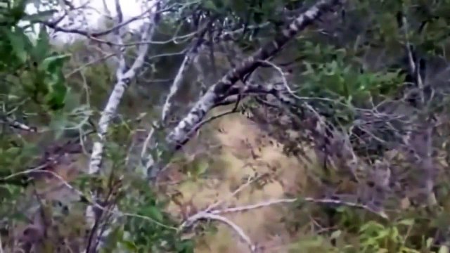 ANIMALES LEONES VS HIENAS A MUERTE ,LA GRAN PELEA,ANIMALES SALVAJES,DOCUMENTAL,BEST DOCUMENTARIES