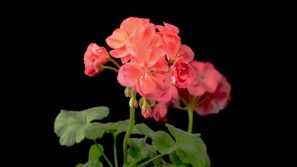 Geranium Mistakes You Should Avoid