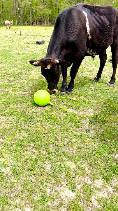 Hershey's New Ball