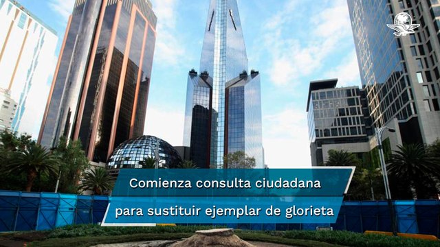 Paseo de la Reforma amanece sin su icónica palma, trabajos para retirarla concluyeron en la madruga