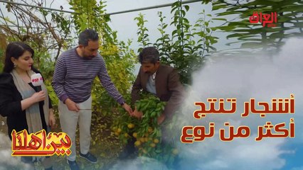 طريقة لحيم الأشجار لتنتج أكثر من نوع واحد