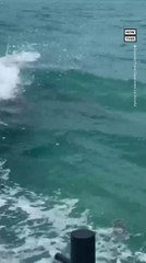 Dolphins Escort Marine Officers in Florida