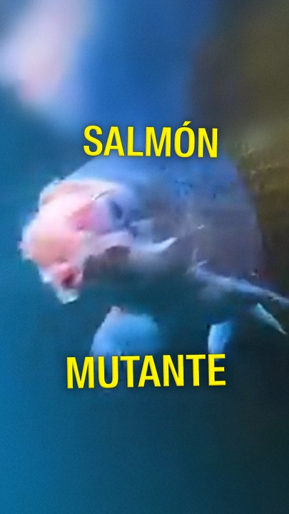 Salmones mutantes