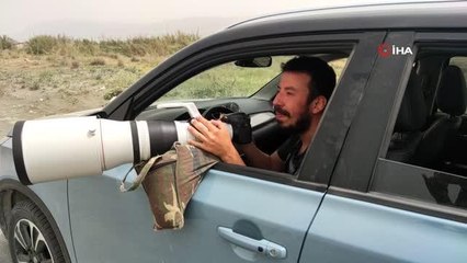 Çöl Kulaklı Toygarı kuşu Türkiye'de ilk kez Hatay'da gözlemlendi