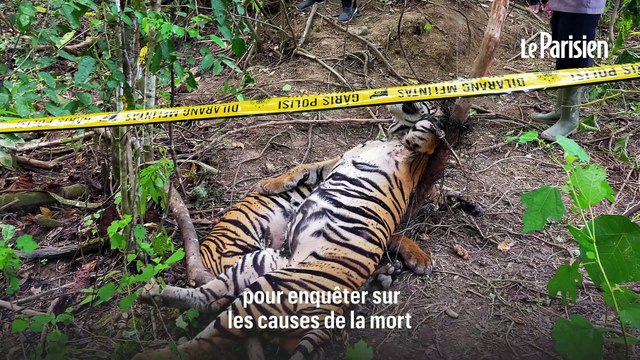 Indonésie: les autorités veulent savoir qui a tué trois tigres de Sumatra avec des pièges à sanglier